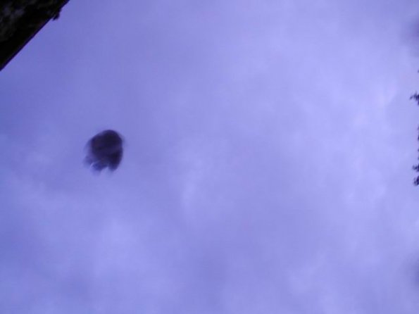 chezthony_rapachouette-vole01