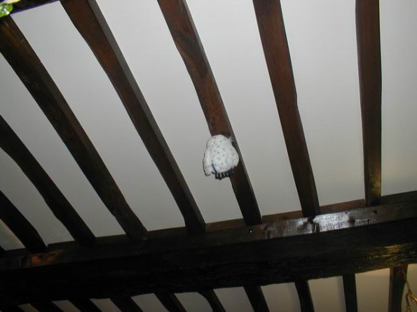 chezthony_rapachouette-vole02