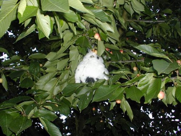 chezthony_rapachouette-arbre