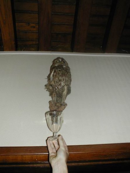 chezgrm_chouette-verre